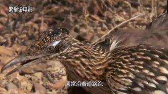 鸟类秘闻在线观看,在线观看探索未知世界 第1张 鸟类秘闻在线观看,在线观看探索未知世界 第1张